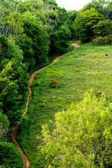 path in the forest high angle view