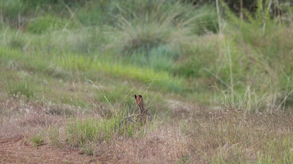 A jackrabbit eats some of the green grass growing around him in the soft evening light.