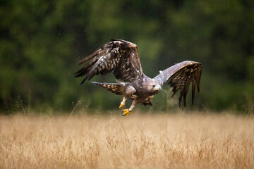 wildlife redtailed eagle flying in the autumn nature with forest and grass