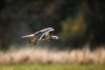 wildlife redtailed eagle flying in the autumn nature with forest and grass