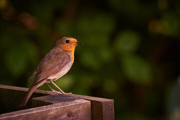 European Robin close-up (Erithacus Rubecula)