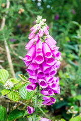 Foxglove (Digitalis) in bloom.