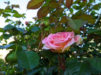 delicate bud of blossoming roses of Cesar variety