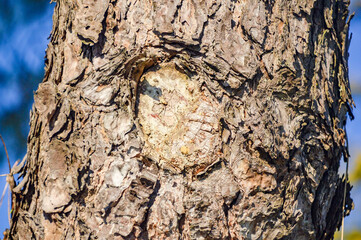 Pine tree trunk bark texture, enlighten by sun during winter day morning.