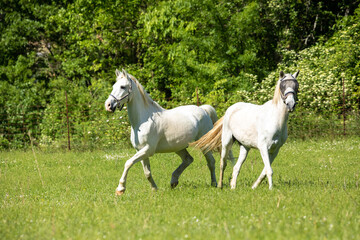 Obraz na płótnie Canvas Two horses running.