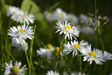 Saint Petersburg Russia. June 16 2016. Flowers of chamomile on a green grass background. Summer blooming meadow.
