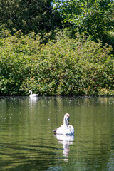 Mute Swans (Cygnus olor) on lake