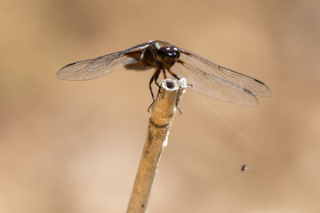 Male Broad-bodied Chaser (Libellula depressa) dragonfly