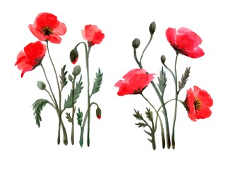 Watercolor  red flowers poppy
