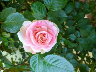 delicate bud of blossoming roses of Cesar variety