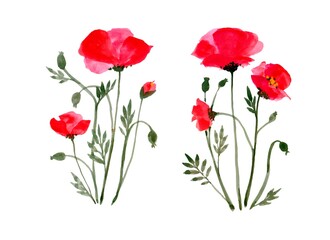 Watercolor red flowers poppy