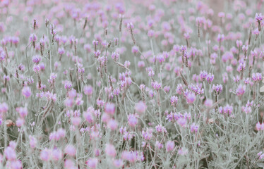 Closed Up Flower Background; Nature Background; Vintage style