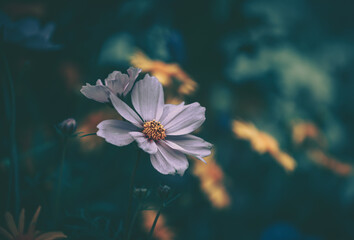 Fototapeta na wymiar Daisy chamomile flowers; Nature Background ; vintage style