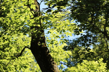 tree in the park