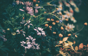 Daisy chamomile flowers; Nature Background ; vintage style