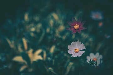 Obraz na płótnie Canvas Daisy chamomile flowers; Nature Background ; vintage style