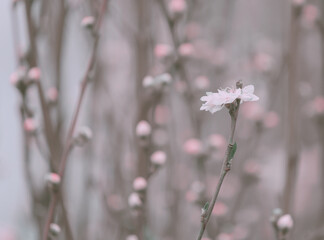 Pink Cherry blossom close up; flower background; vintage style