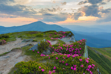 Naklejka na ściany i meble Dramatic summer sunset with blooming rhododendron flowers. Amazing outdoors scene in the Carpathian mountains, Ukraine, Europe. 