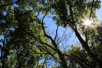 sun through trees