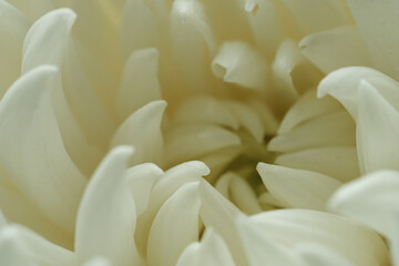 close up of a white daisy