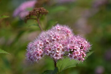Saint Petersburg Russia June 30 2016. Pink flowers Spiraea yaponica on green park background. Beautiful decorative bush in the light of summer evening.