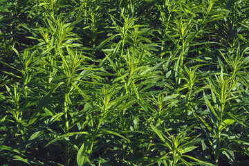 Green leaves of fireweed closeup. Plant materials for the production of Ivan tea.