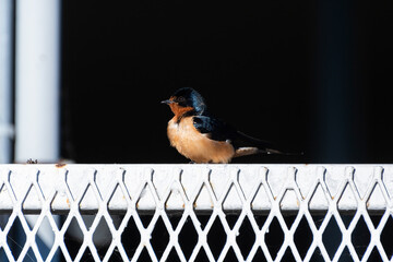 Barn Swallow sitting on white metal fence