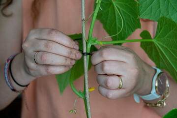 Staking cucumber plant, home gardenin concept