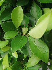 Naturaleza después de llover