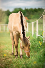 Koń fiordzki podgryza trawę