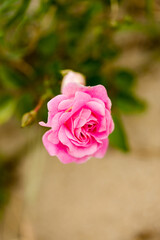 Naklejka premium natural wild flower plant