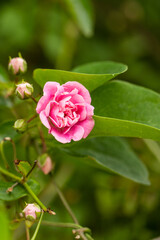 Fototapeta premium natural wild flower plant
