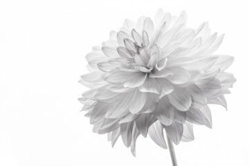 Macro of black and white dahlia isolated on white  © MICKEY