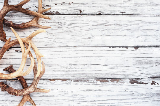 Border of real white tail deer antlers over a rustic wooden table. These are used by hunters when hunting to rattle in other large bucks. Free space for text. Top view.