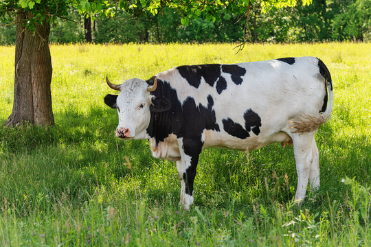 A cow is standing near a tree