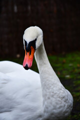 A wild swan near a lake in Bruges
