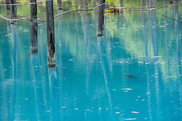 初夏の青い池　美瑛町
