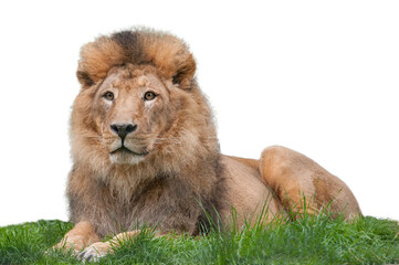 Lying lion isolated on white background 