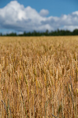 黄金色の収穫前のムギ畑
