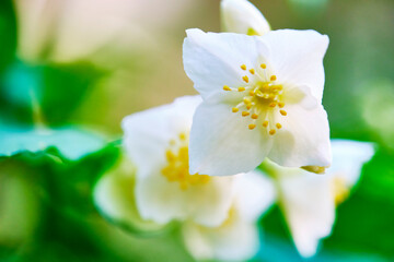 beautiful white macro flower nature background Spring flowers Spring Background