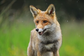 Portrait of red fox, Vulpes vulpes. Orange fur coat animal splashed by fresh spring rain. Fox isolated on blurred background. Wildlife scene from nature. Habitat Europe, Asia, North America.