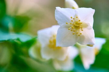 Fototapeta na wymiar beautiful white macro flower nature background Spring flowers Spring Background