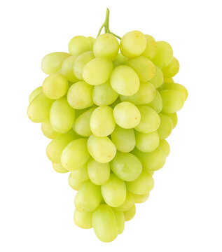 Claster of Thompson table white grapes hanging on a stem isolated on white background