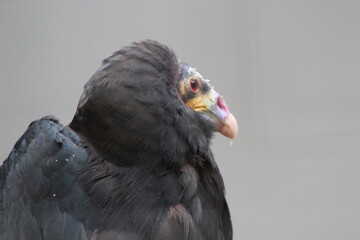 close up of a pigeon