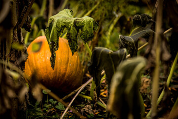 pumpkin in an old patch