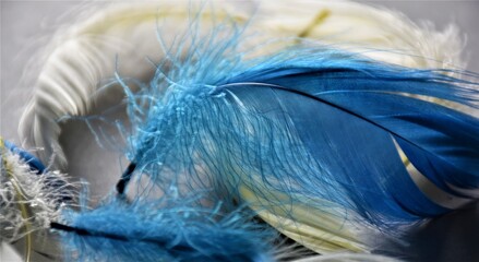 Niebieski piórko   © merko