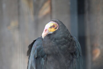 close up of a vulture
