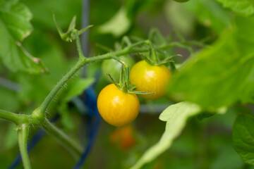 Fototapeta premium A closeup view of young yellow cherry tomatoes growing on the vine in a garden setting.
