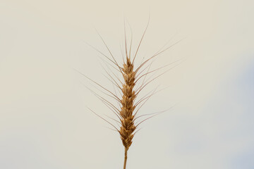 A view of a single wheat stalk against a cloudy sky, with a rustic filter.