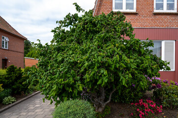 Fototapeta na wymiar Corylus avellana hazel tree in a front yard infront of a house